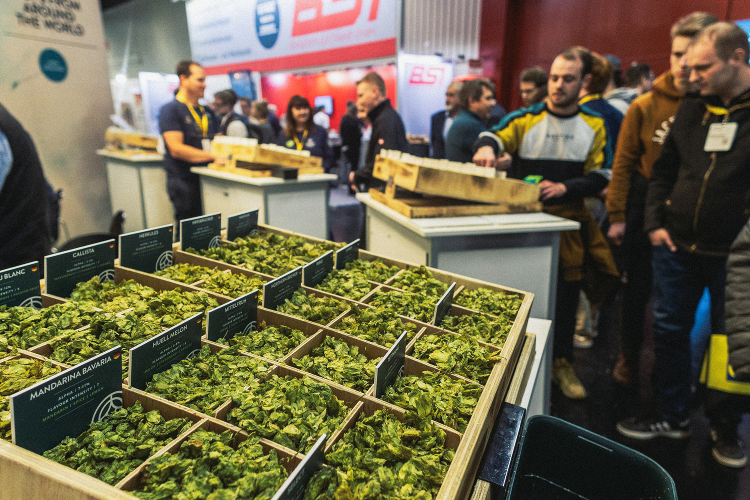 BrauBeviale hops